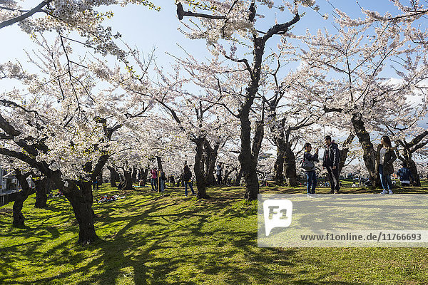 Kirschblüte im Hakodate-Park  Hakodate  Hokkaido  Japan  Asien