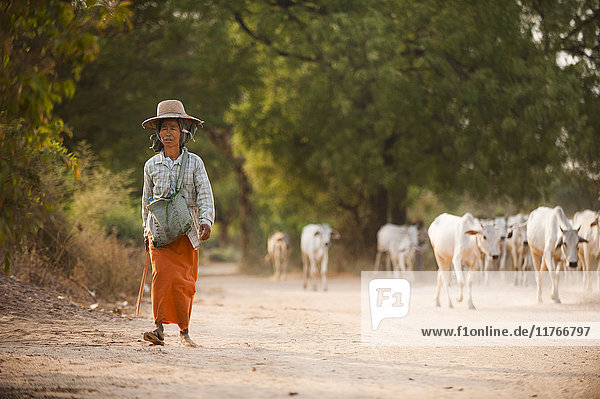 A farmer with her herd of cows  Mandalay region  Myanmar (Burma)  Asia