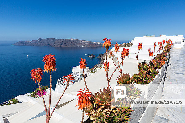 Rote Schürhakenblüten (Kniphofia) (tritoma) (Fackellilie) (knofflers) säumen die Straße in Oia  Santorin  Kykladen  Griechische Inseln  Griechenland  Europa