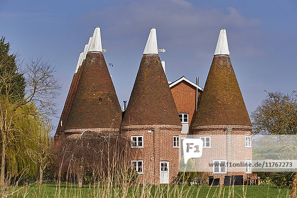 Oast houses  originally used to dry hops in beer-making  converted into farmhouse accommodation at Hadlow  Kent  England  United Kingdom  Europe
