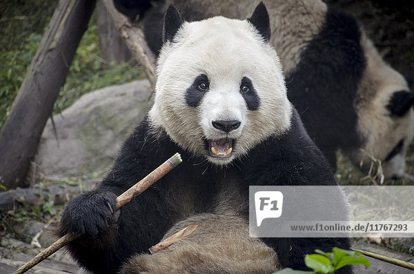 Chengdu Research Base of Giant Panda Breeding  Chengdu  Provinz Sichuan  China  Asien