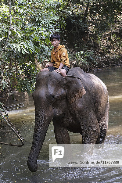 Mahoot reitet auf einem Elefanten  Elefantenschutzgebiet  Mondulkiri  Kambodscha  Indochina  Südostasien  Asien