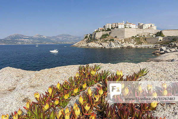 Blumen auf Felsen umrahmen die befestigte Zitadelle  umgeben vom klaren Meer  Calvi  Region Balagne  Korsika  Frankreich  Mittelmeer  Europa