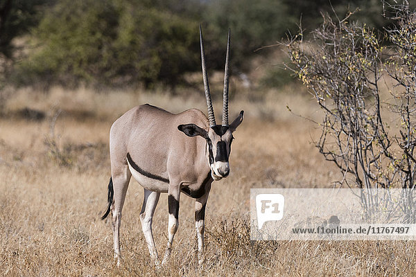Beisa-Oryx (Oryx gazella beisa)  Kalama Conservancy  Samburu  Kenia  Ostafrika  Afrika