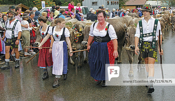 Viehscheid  Jährlicher Viehtrieb von den Sommeralmen ins Tal  Obermaiselstein  Bayern  Deutschland  Europa