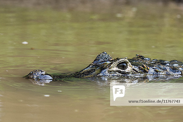 Yacare-Kaiman (Caiman crocodylus yacare)  Rio Negrinho  Pantanal  Mato Grosso  Brasilien  Südamerika