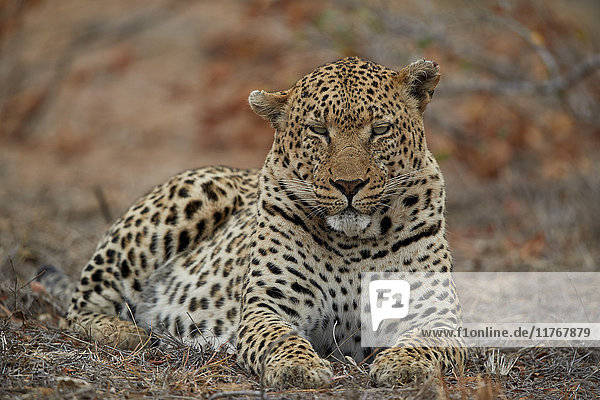Leopard (Panthera pardus)  männlich  Kruger National Park  Südafrika  Afrika