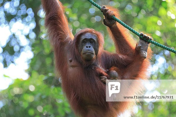 Borneo-Orang-Utan Mutter und Baby  Borneo  Malaysia  Südostasien  Asien