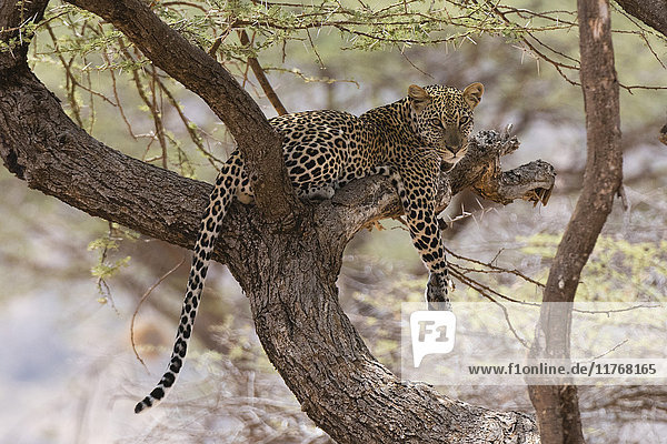 Ein Leopard (Panthera pardus) ruht sich auf einem Baum aus  Samburu National Reserve  Kenia  Ostafrika  Afrika
