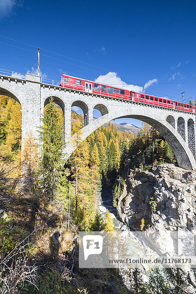 Der rote Zug auf dem Viadukt  umgeben von bunten Wäldern  Cinuos-Chel  Kanton Graubünden  Engadin  Schweiz  Europa