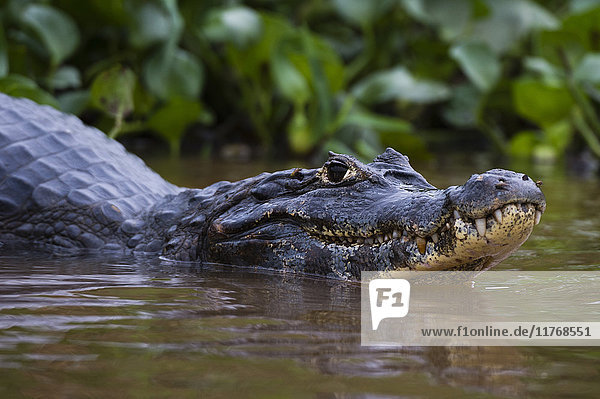 Yacare-Kaiman (Caiman crocodylus yacare)  Pantanal  Mato Grosso  Brasilien  Südamerika