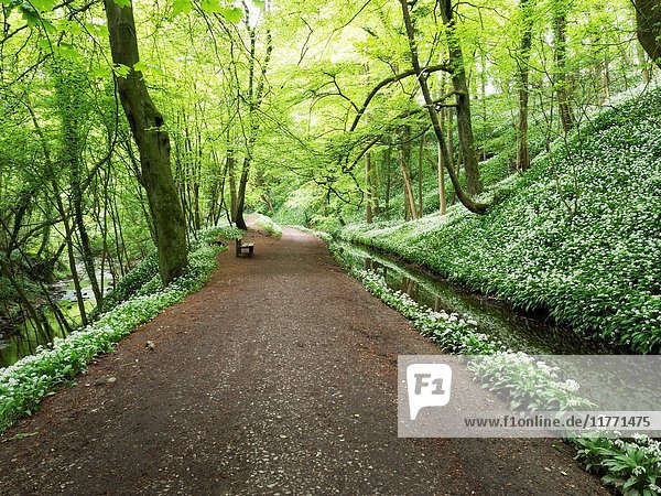 Path through Skipton Castle Woods in Spring Skipton North Yorkshire England.