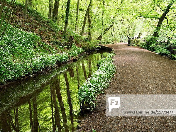 Reflections in Skipton Castle Woods in Spring Skipton North Yorkshire England.