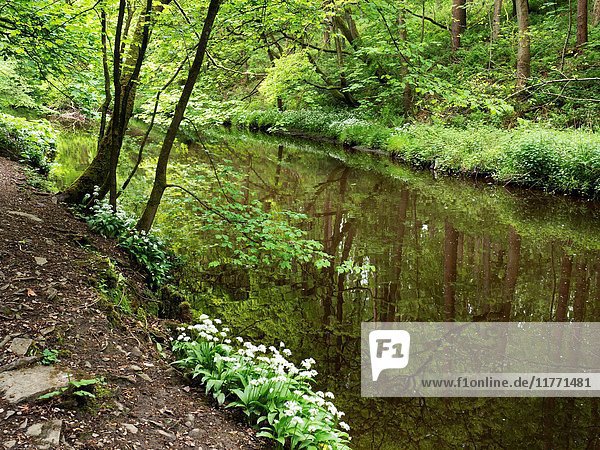 Spring Trees and Wild Garlic by Long Dam Skipton Castle Woods in Spring Skipton North Yorkshire England.