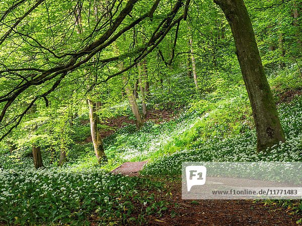 Wild Garlic Flowers along a Path in Strid Wood at Bolton Abbey North Yorkshire England.