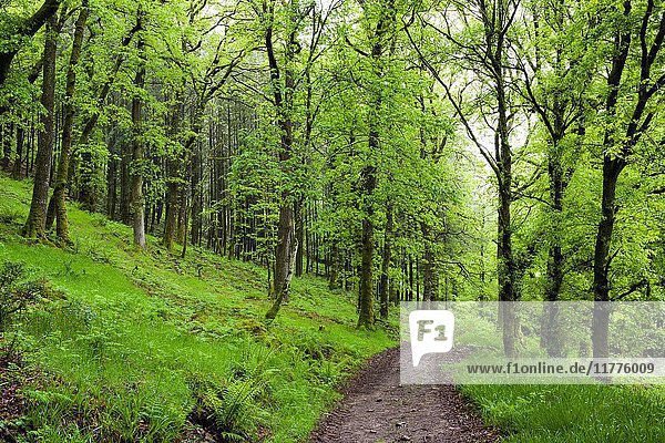 A pathway though woodland in spring in Exmoor National Park near Dulverton  Somerset.