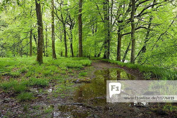 A pathway though a broadleaf woodland on the bank of the River Barle in spring in Exmoor National Park near Dulverton  Somerset.