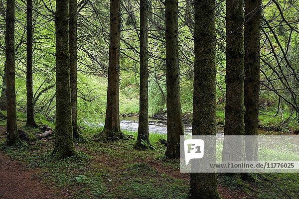 Coniferous woodland on the bank of the River Barle in Exmoor National Park near Dulverton  Somerset  England.