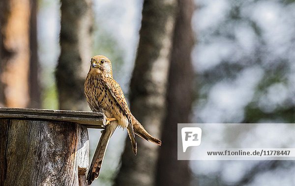 Female Common kestrel  Falco tinnunculus  sitting on top of a bird-house looking in to the camera  Norrbotten  Sweden.
