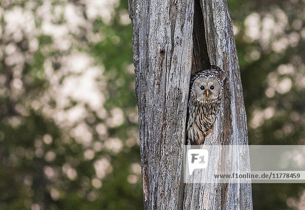 Ural owl  Strix uralensis sitting in his nest in an old tree trunk looking towards the camera  Norrbotten  Sweden.