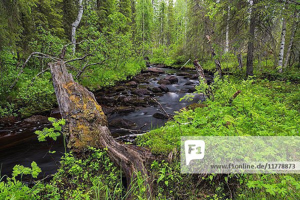 Creek in forest with birch trees around and rocks in the water  Gällivare  Swedish Lapland  Sweden.