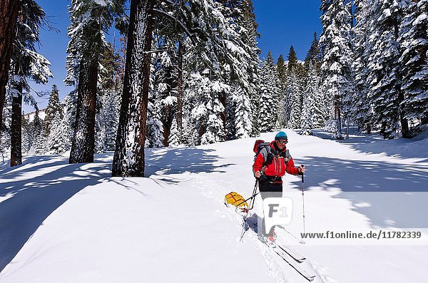 Backcountry skier pulling a sled  Ansel Adams Wilderness  Sierra Nevada Mountains  California USA.