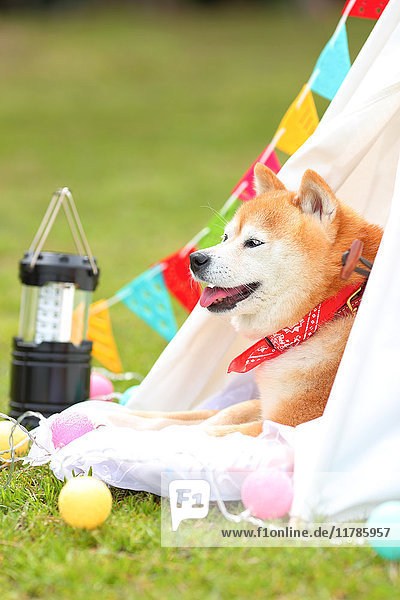 Shiba inu dog by tipi tent