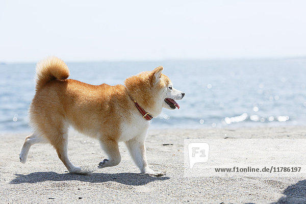 Shiba inu Hund am Strand