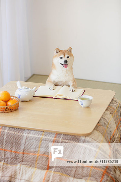 Shiba inu Hund mit Buch und Kotatsu Tisch