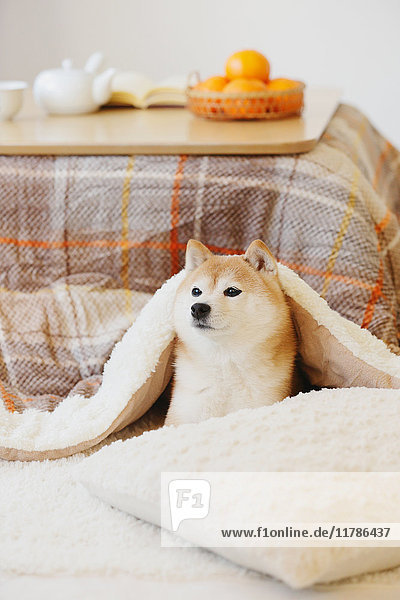 Shiba inu Hund unter Kotatsu Tisch