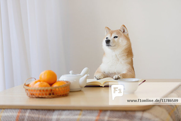 Shiba inu Hund mit Buch und Kotatsu Tisch