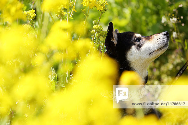 Shiba inu dog in rapeseed field