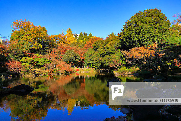 Autumn leaves in a city park downtownTokyo  Japan