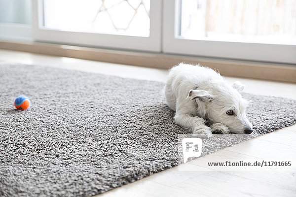 Kleiner Hund auf Teppich im Wohnzimmer liegend