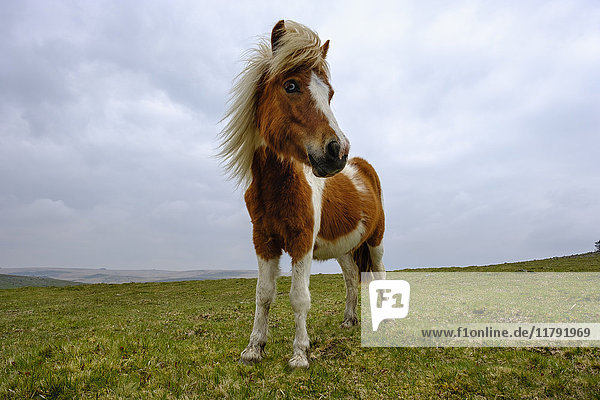 UK  Devon  Dartmoor Pony im Dartmoor Nationalpark