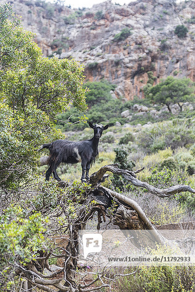Griechenland  Kreta  Kato Zakros  Totenschlucht  Ziege auf Baum