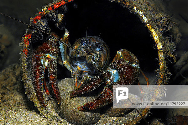 Austria  Upper Austria  river Traun  European crayfish in a pipe