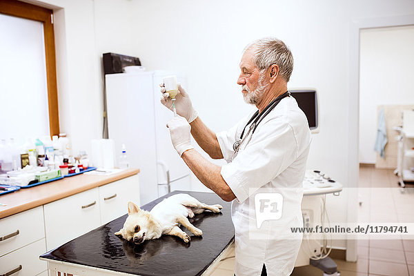 Leitender Tierarzt bei der Vorbereitung einer Injektion für einen Hund in der Klinik