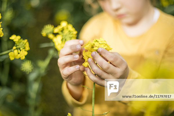 Close-up of girl examining plant in rape field