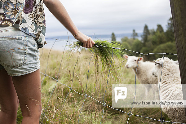 Frau hält Gras für Schafe