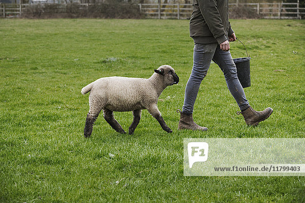 A farmer walking across a field with a bucket of feed  followed closely by a sheep.