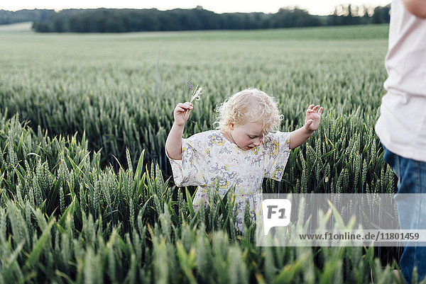 Mädchen geht durch ein Weizenfeld