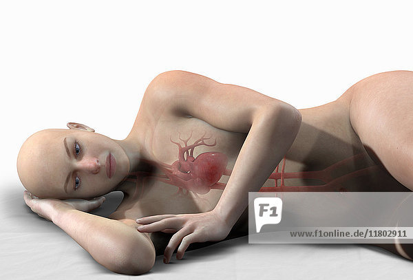 Computergenerierte biomedizinische Illustration des Herzens und der Arterien in einer auf der Seite liegenden Frau