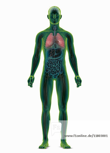 Computergenerierte biomedizinische Illustration des menschlichen Körpers mit hervorgehobener Lunge
