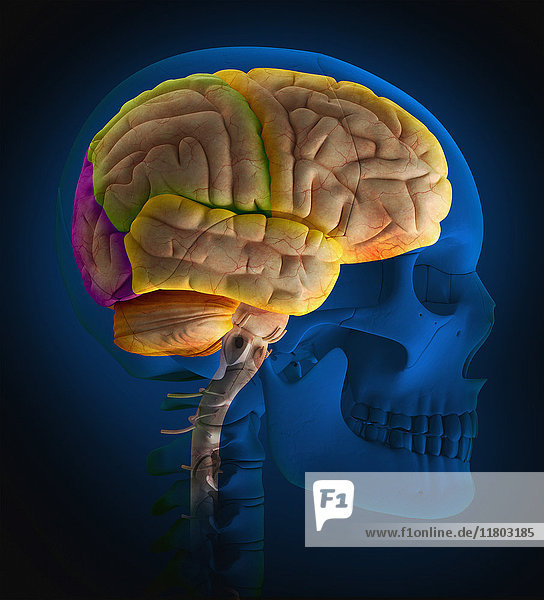 Computergenerierte biomedizinische Illustration des Schädels und Hirnlappens eines menschlichen Gehirns