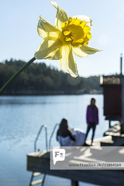 Daffodil  people at lake on background
