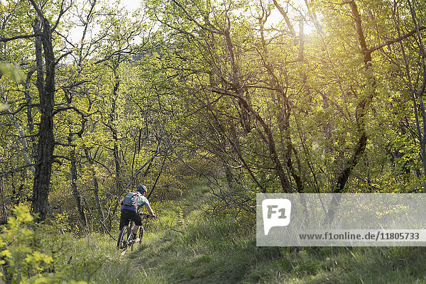 Rear view of mature man riding mountain bike through forest