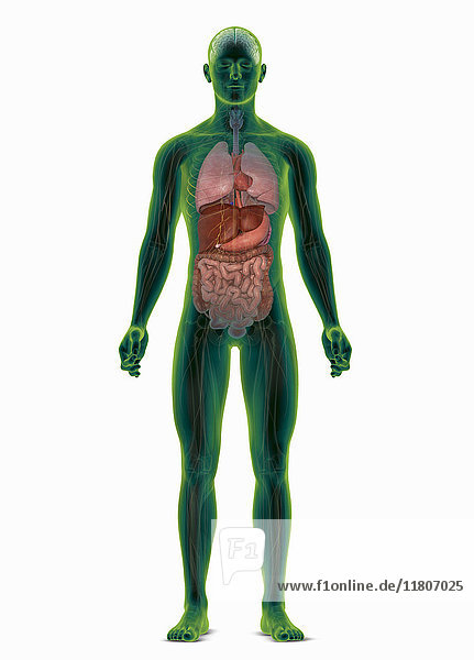 Computergenerierte biomedizinische Illustration des menschlichen Körpers mit hervorgehobenen inneren Organen