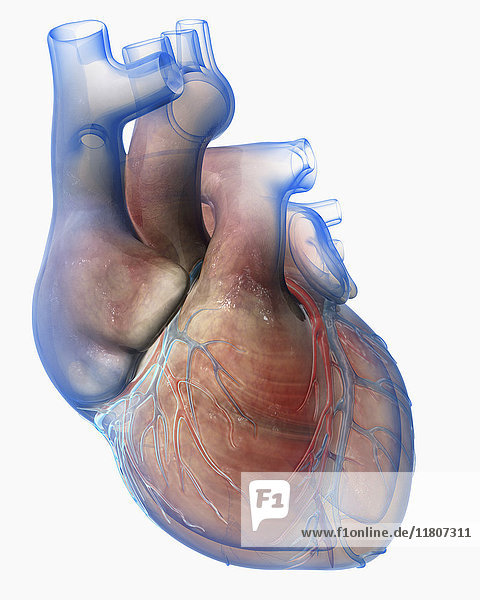Computergenerierte biomedizinische Illustration des menschlichen Herzens