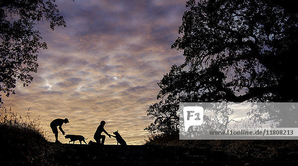 Silhouette eines kaukasischen Paares mit Hunden auf einem Feld